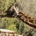 “Fortunata”, la jirafa más longeva de la Ciudad de México, falleció en el Zoológico de Chapultepec tras más de tres décadas de vida y un legado de conservación.