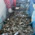La novedad es que los pescadores recibieron un día anterior nuevos permisos de Conapesca, para el uso de redes de enmalle o agalleras.