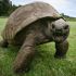 La tortuga llegó a la isla de Santa Elena, en el Atlántico Sur, ya adulta en 1882.