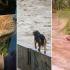 Las intensas lluvias registradas en los últimos días en Chile dejaron, además de afectaciones materiales, historias de supervivencia como la de este lomito.