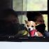 Lo que parecía una jornada habitual de labores domésticas terminó en un insólito caso de presunto secuestro de una mascota.