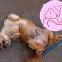 Abdomen inflamado en perros