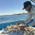 Extracción de almeja reina en Puerto Peñasco, Sonora