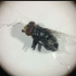 Senasica desarrolla en Chiapas la "Cepa Mex" de la mosca del gusano barrenador: insectos estériles solo machos para duplicar el combate a la plaga ganadera.