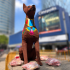 Así los xoloitzcuintles en CDMX