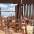 La Estación Cuarentenaria de Agua Prieta retomará las exportaciones el próximo martes, luego de limpiar y desinfectar sus instalaciones