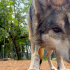 Lobo Gris Mexicano