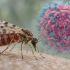 El shamodan es un virus conocido principalmente por infectar animales