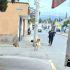 Dos de los animales resultaron con lesiones en la columna, mismas que les imposibilitaron huir de la agresión