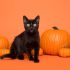 Mitos de los gatos negros y cómo protegerlos en Halloween