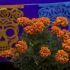 CDMX cosechó dos millones 420 mil plantas de Cempasúchil y 24 mil manojos de flor de corte.