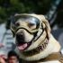 Frida, la icónica perrita rescatista de la Semar con su visor y botas, cuyo legado sigue inspirando a los binomios caninos a 60 años del Plan Marina.