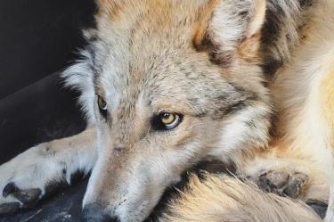 Los lobos liberados cuentan con un collar especializado que permitirá obtener localizaciones, alertas automáticas para detectar eventos de mortalidad o patrones de movimientos inusuales.