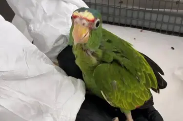 La pareja pretendía traficar ilegalmente 11 pericos frente naranja (Eupsittula canicularis), y 16 loros frente blanca (Amazona albifrons), de apenas unos días de nacidos.