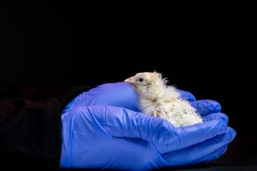 26 pollos nacieron de huevos artificiales