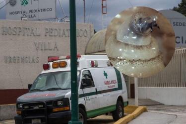 La infestación ocurre cuando las larvas de una mosca depositan sus huevecillos en heridas abiertas o lesiones de la piel