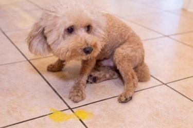 ¿Por qué mi perro vomita amarillo? Causas, señales de alerta y cuándo acudir al veterinario