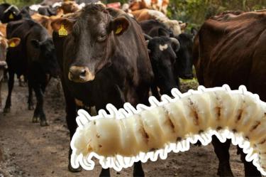 El gusano barrenador deposita sus huevos en heridas abiertas y sus larvas se alimentan de tejido vivo.
