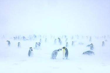 El pingüino emperador no escapa a los impactos del cambio climático vinculados a las actividades humanas.