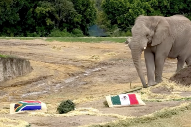 Elefante predice ganador en partido entre México y Sudáfrica.