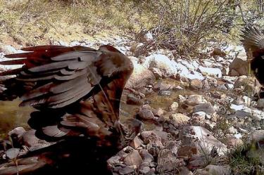 El avistamiento fue registrado por cámaras trampa instaladas en el Área de Protección de Recursos Naturales entre la Sierra Fría y Sierra del Laurel.