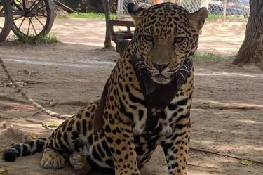 De acuerdo con la información, el felino que se encontraba sujeto con una correa y un arnés, alcanzó al menor y lo mordió.