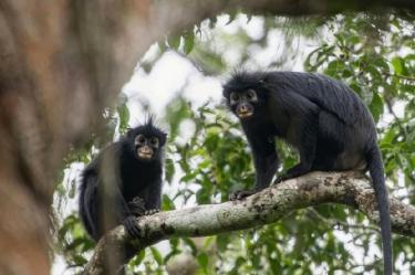 El Colobus congoensis fue identificado como una nueva especie de mono en el Congo.
