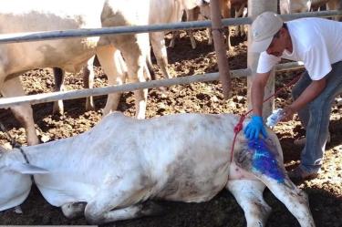 animales infectados