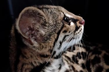 El ejemplar, es una hembra de nueve meses; fue trasladado a un centro especializado en Pachuca, Hidalgo.