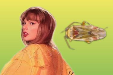 Taylor Swift inspira a nombres de nuevos insectos descubiertos en Australia.