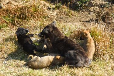 Los perros rescatados del refugio, que aún están bajo resguardo de las autoridades capitalinas, cuentan con atención veterinaria
