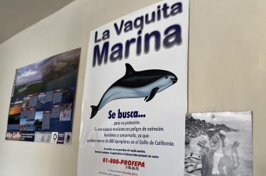 Las redes de enmalle y agalleras se van a poder seguir utilizando fuera de la Zona de Tolerancia Cero de la vaquita marina.