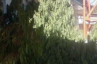 Madre denuncia a su hijo por cultivar más de 200 plantas de mariguana