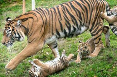 Tigresa mata y se come a sus crías en zoológico de Jerusalén