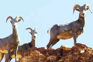 La Semarnat aclara que la especie no está extinta, noticia que circuló en internet el pasado fin de semana 