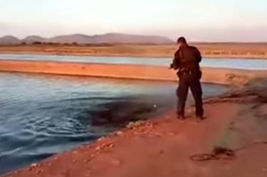 Sacrifican a cocodrilo americano en Sinaloa