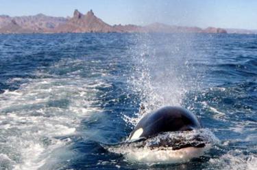 Las orcas fueron captadas en San Carlos, cerca del cerro Teta Kawi