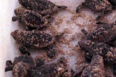 Con este proyecto de monitoreo se ha identificado que el 17%  de las hembras se desarrollan y prefieren alimentarse en “bancos de Campeche”, en el Golfo de México.