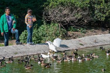 Personal de Secretaría de Medio Ambiente capitalina tomó muestras del agua del lago para analizarlas y afirmó que no existe ningún riesgo para el ser humano.