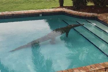 ‘Cachan’ en Florida a cocodrilo dándose un ‘chapuzón’ en piscina familiar