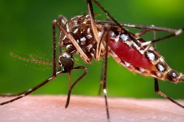 Estados Unidos emite alertas de viaje por propagación del zika