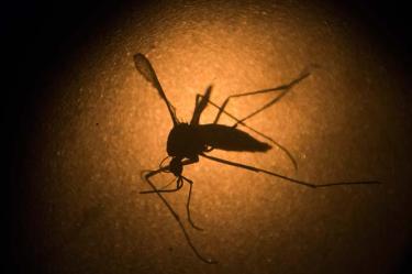 Detectan en Venezuela primer caso de microcefalia ligada con zika