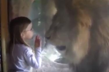 La reacción de un león a los besos de una niña se volvió viral