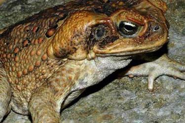 Cae banda que vendía veneno de sapo como alucinógeno