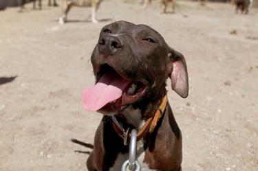 La delegación Iztapalapa cuenta además con la Clínica Veterinaria de la Ciudad de México para la atención de los animales y generar una conciencia del respeto a la fauna en general