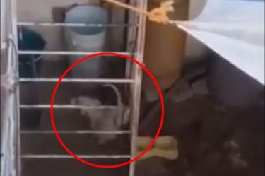Vecinos de la colonia la Candelaria Tlapala grabaron las condiciones extremas en las que vive un grupo de perros. Foto Especial