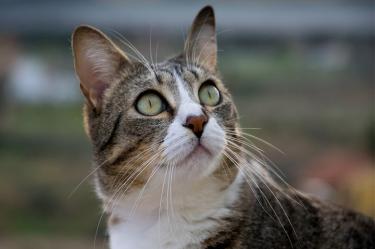 gato, celular, cárcel, costa rica, animales