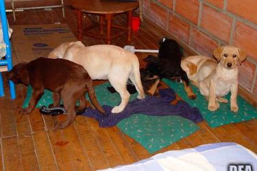 Diez cachorros fueron encontrados durante una redada en 2005 en un criadero de Colombia