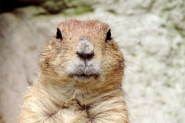 Aunque las marmotas están estrechamente emparentadas con las ardillas las superan ampliamente en tamaño, y son de hábitos terrestres. 