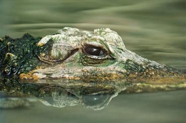 Cocodrilo, Delfín, Evolución, Fósil, Edad Jurásica, Animales, Investigación, Estudio, Investigadores